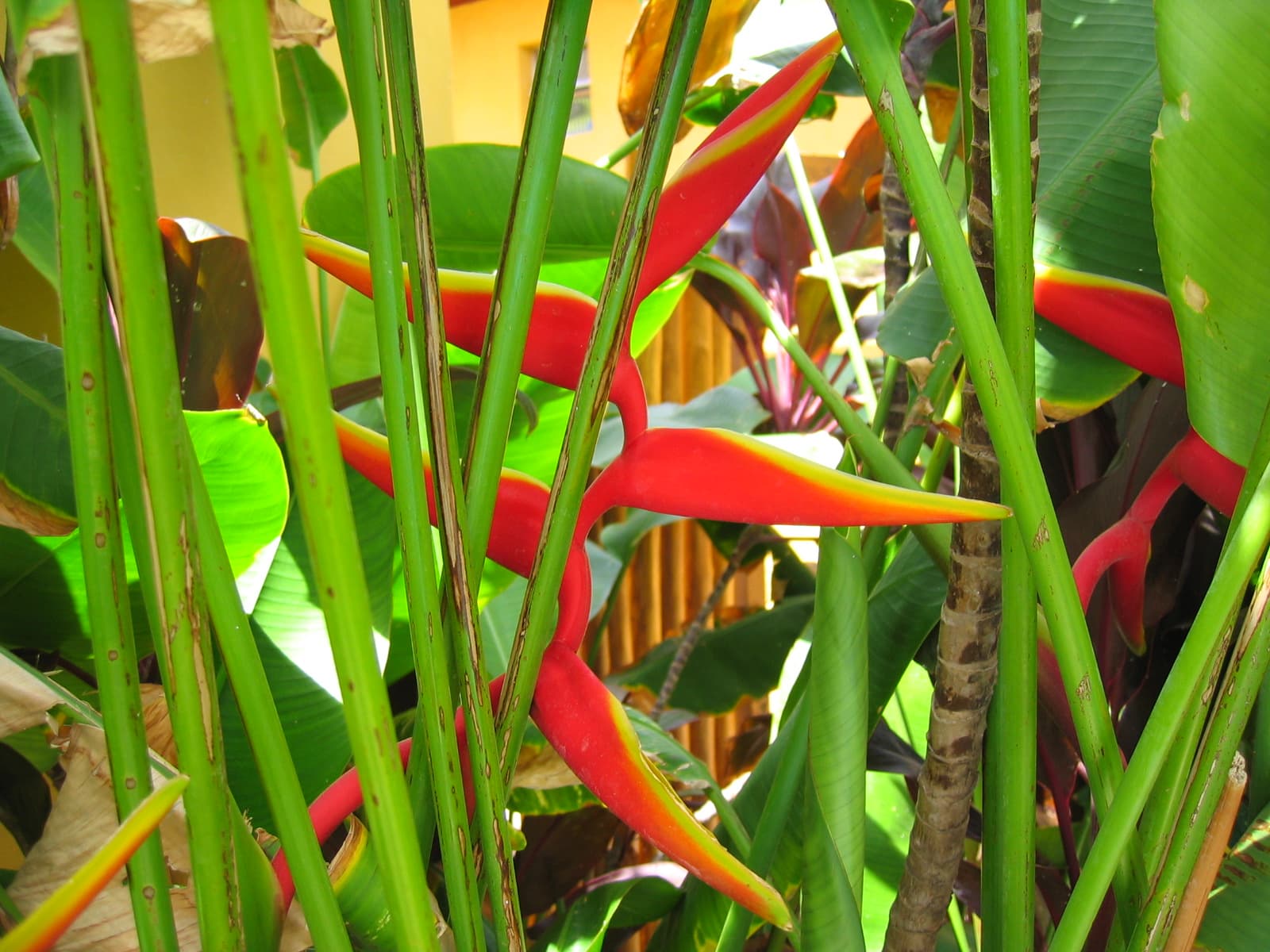 Detalhe do jardim com helicônia no Hotel Aconchego